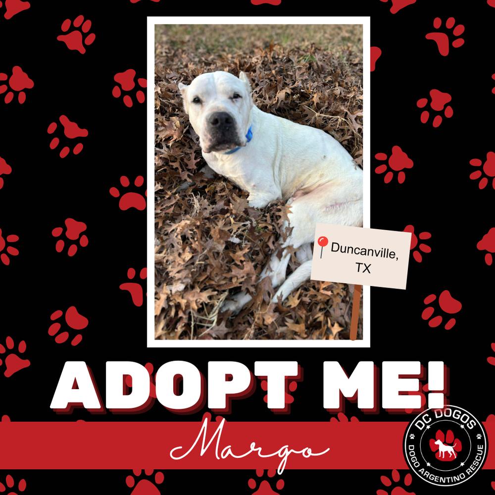 Enlarge Margo, a ADOPTABLE Dogo Argentino in Houston, TX image 1/1