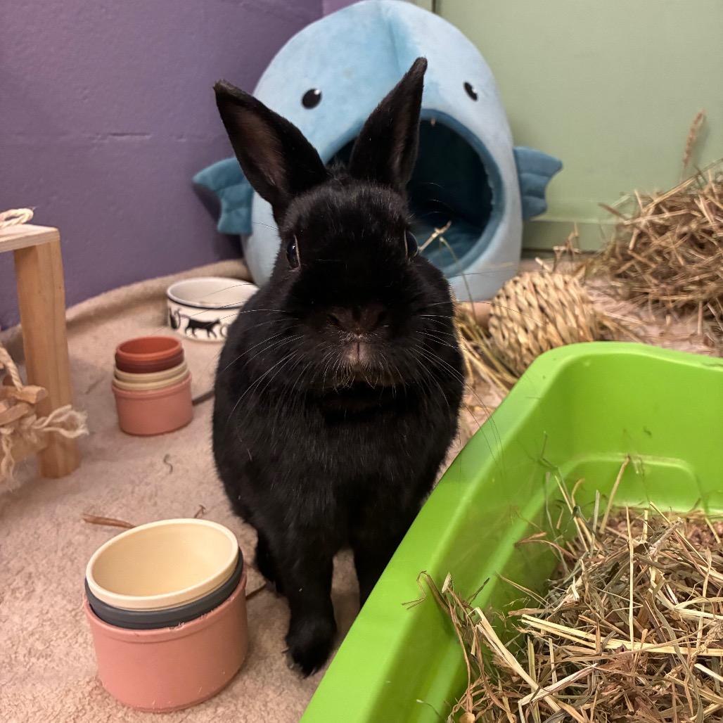 Biscuits, Adoptable, Adult Male Netherland Dwarf & Bunny Rabbit.