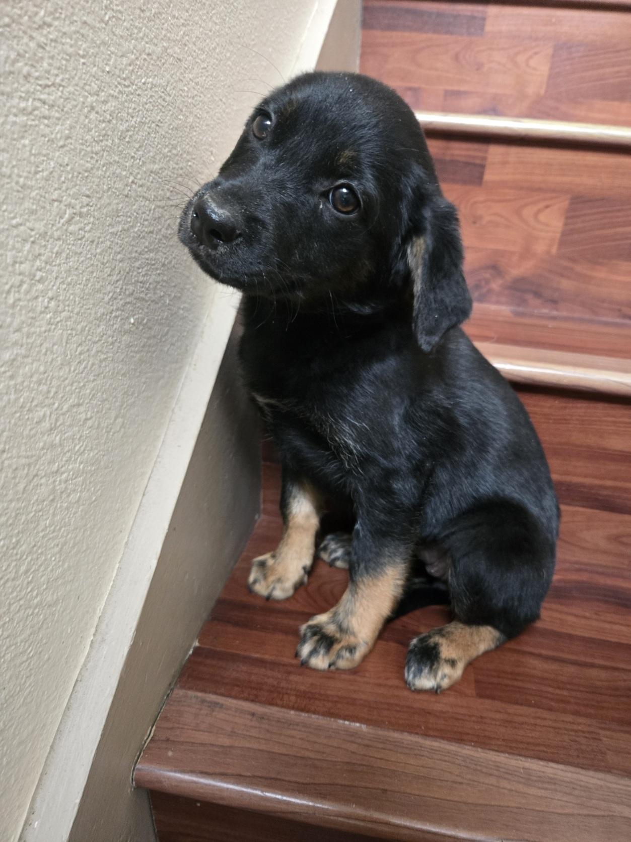 Enlarge Jackie, an adopted mixed breed in Orlando, FL image 5/6