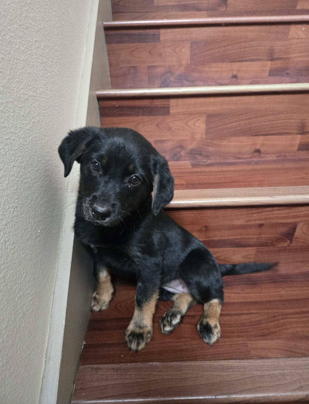 Enlarge Jackie, an adopted mixed breed in Orlando, FL image 1/6