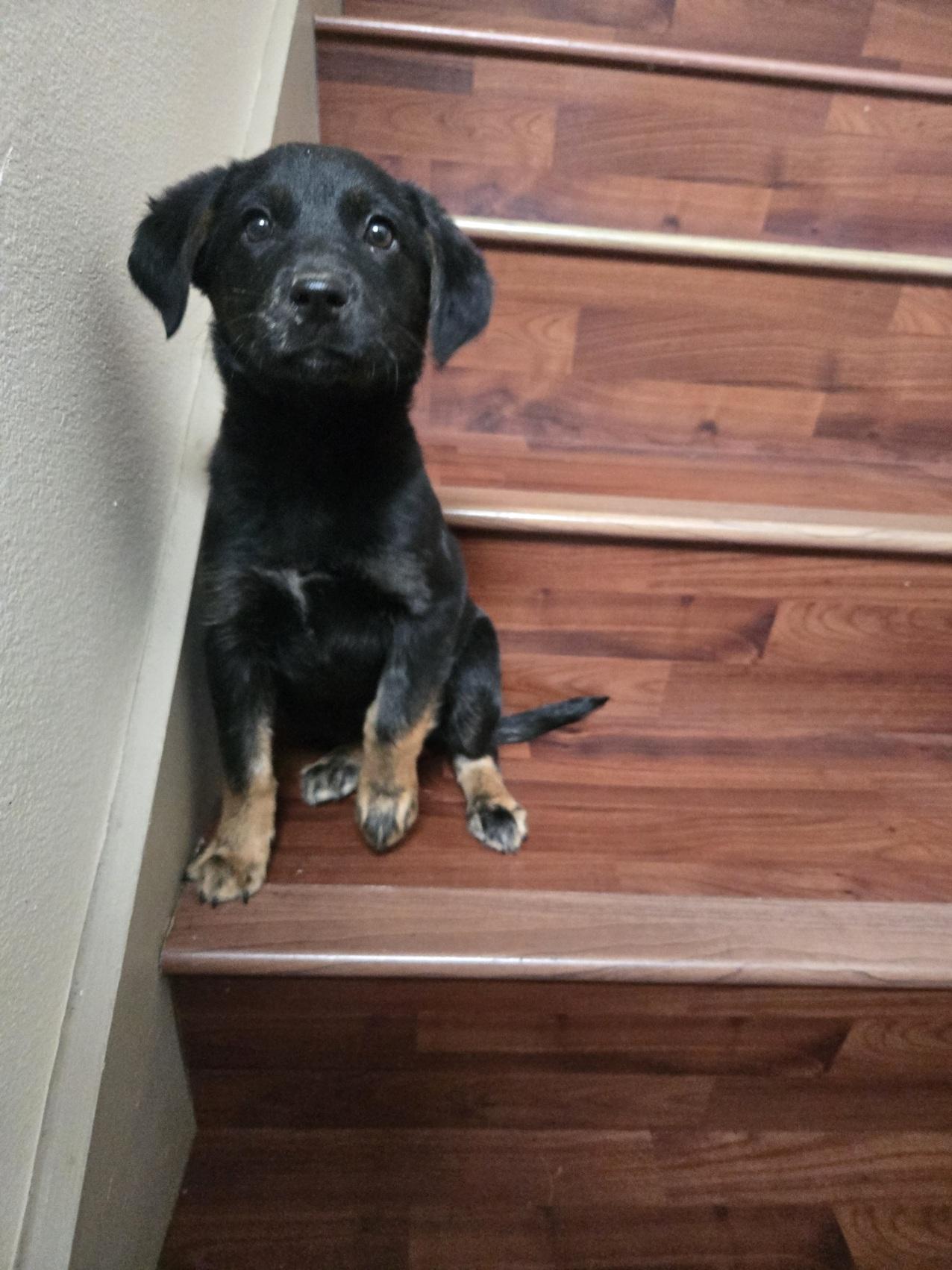 Enlarge Jackie, an adopted mixed breed in Orlando, FL image 3/6