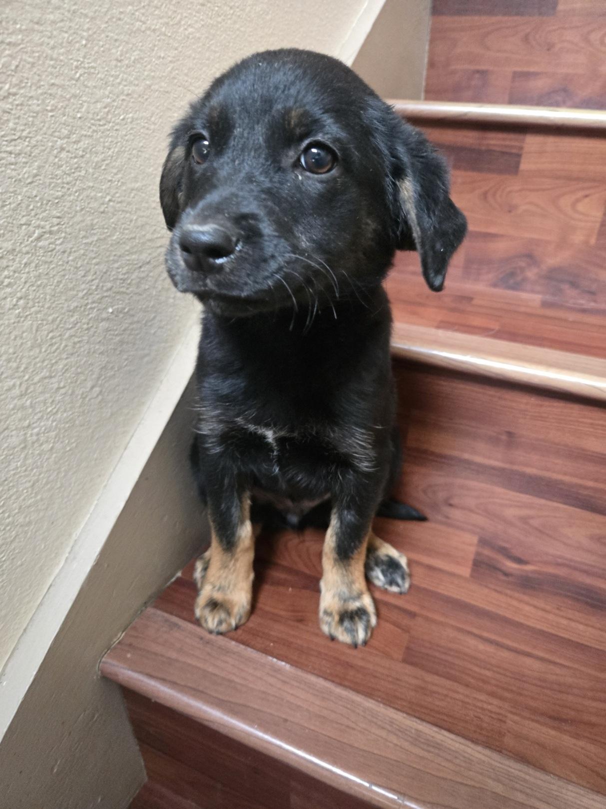 Enlarge Jackie, an adopted mixed breed in Orlando, FL image 2/6