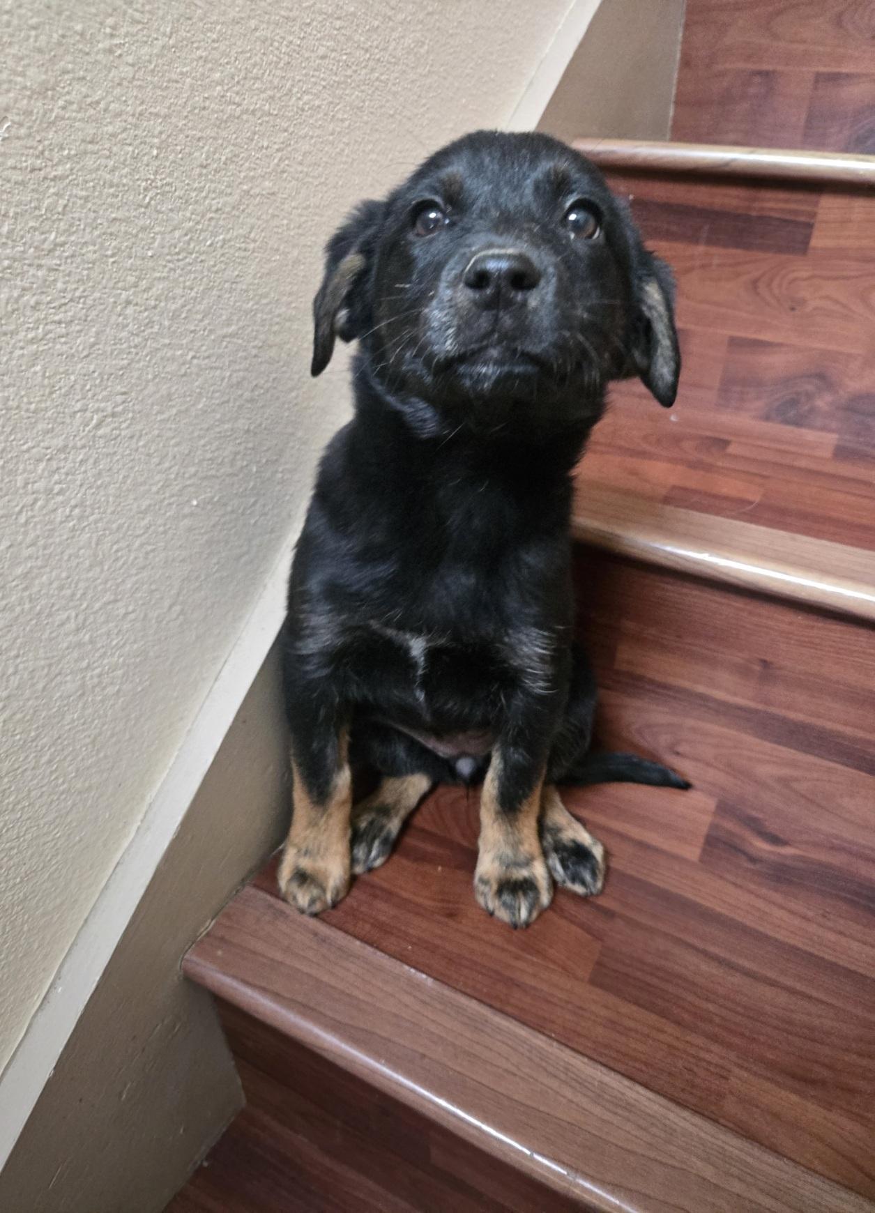 Enlarge Jackie, an adopted mixed breed in Orlando, FL image 4/6