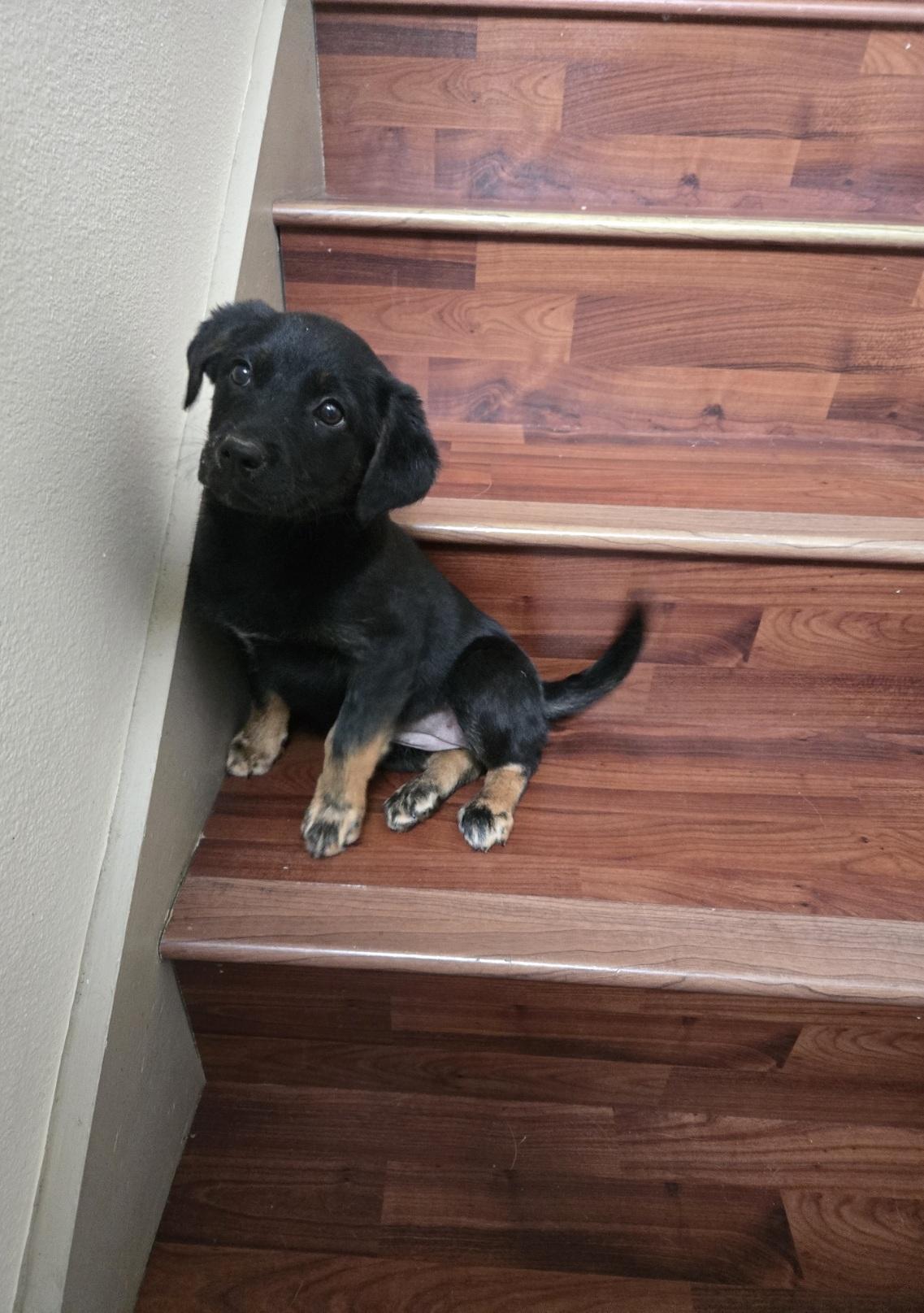 Enlarge Jackie, an adopted mixed breed in Orlando, FL image 6/6