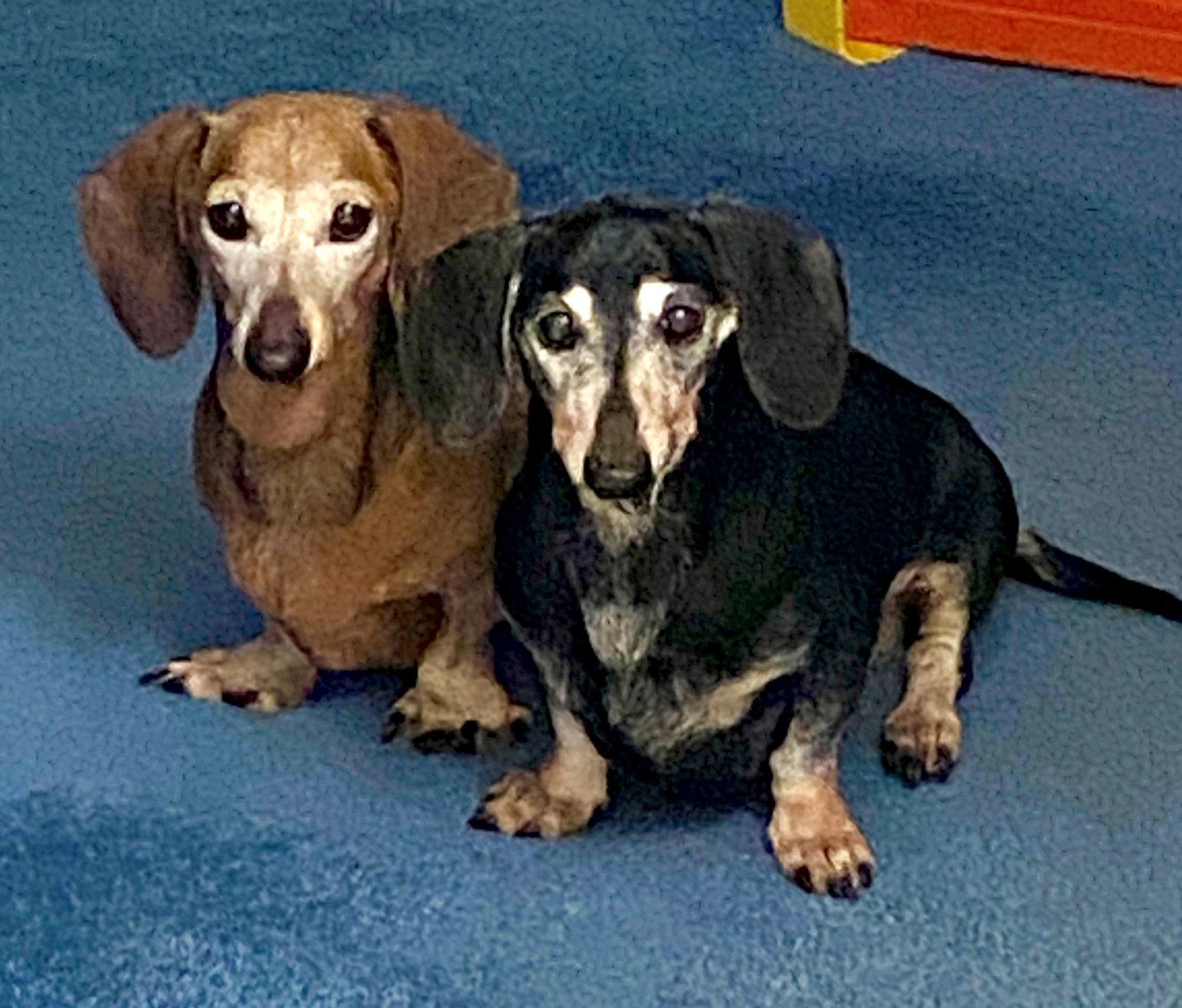 Mara & Emily, Adoptable, Senior Female Dachshund.