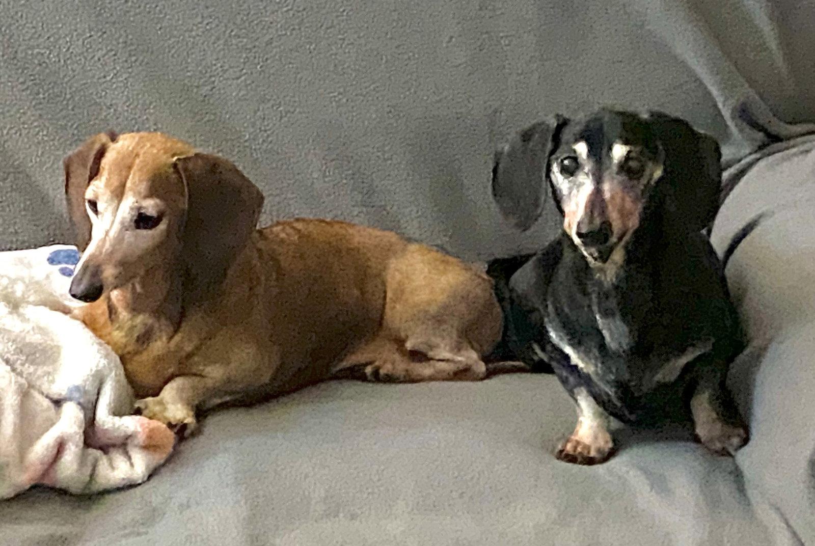 Mara & Emily, a Adoptable Dachshund in Jacksonville, FL image 2/3