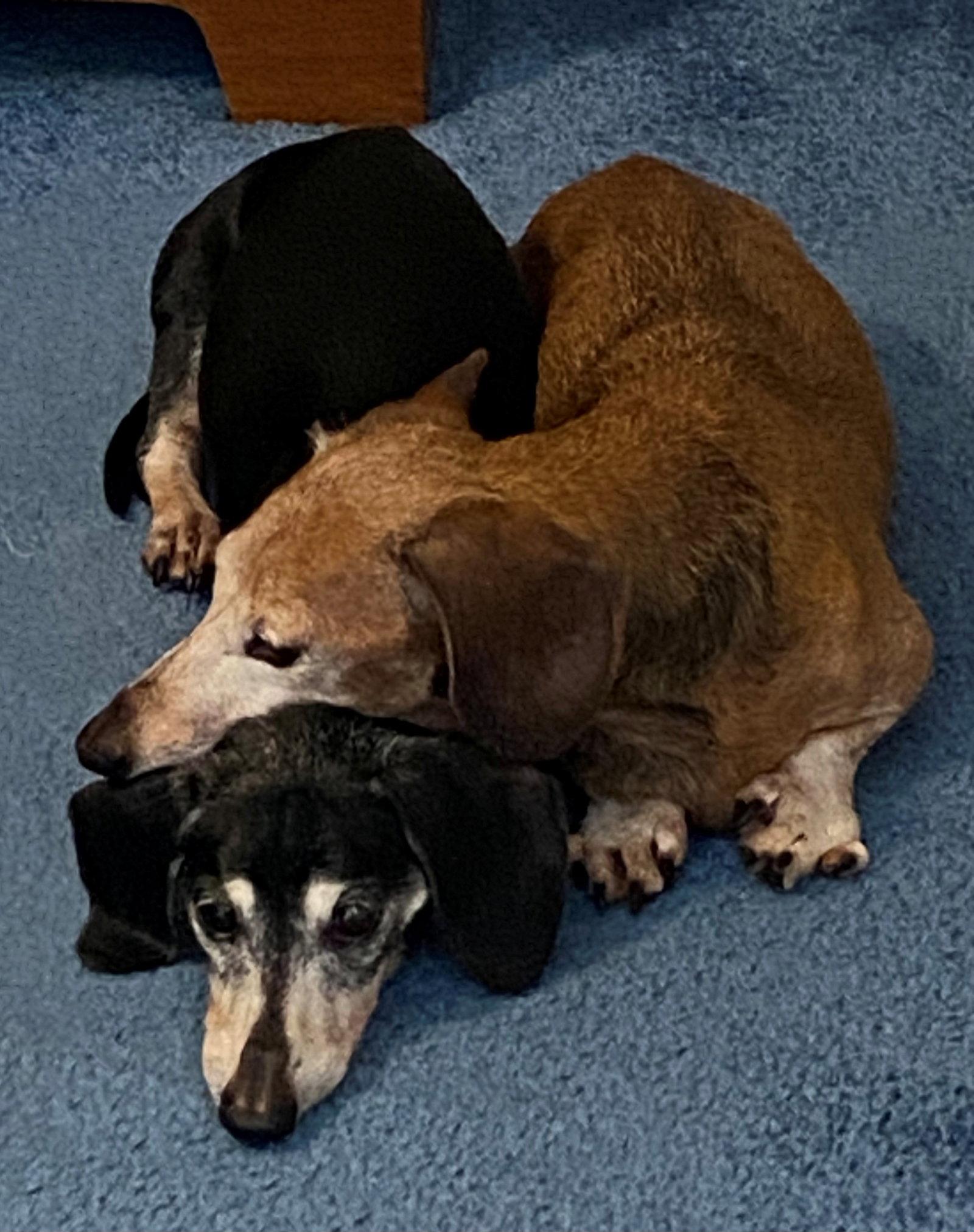 Mara & Emily, a Adoptable Dachshund in Jacksonville, FL image 3/3