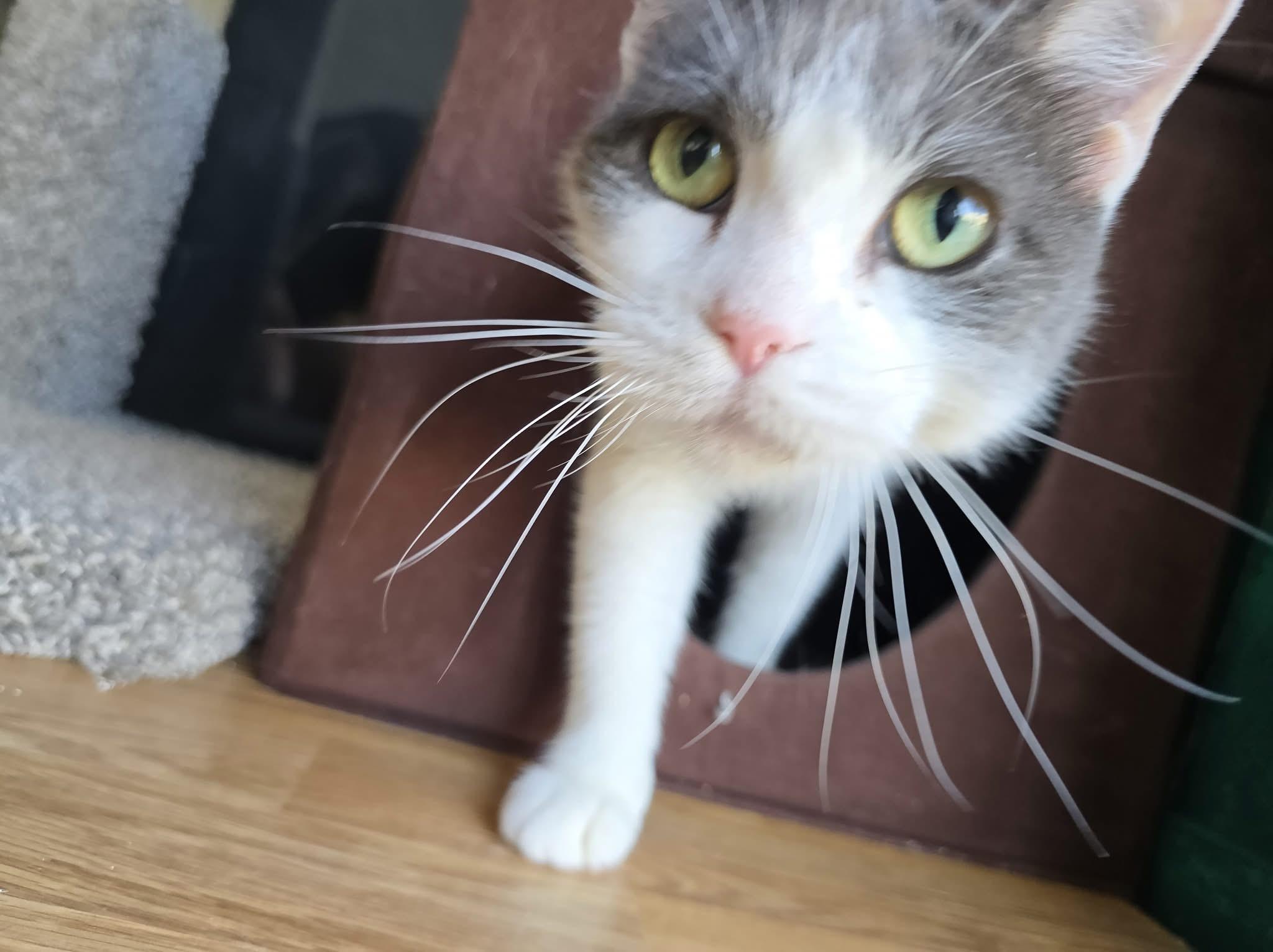 Norah *Tripod*