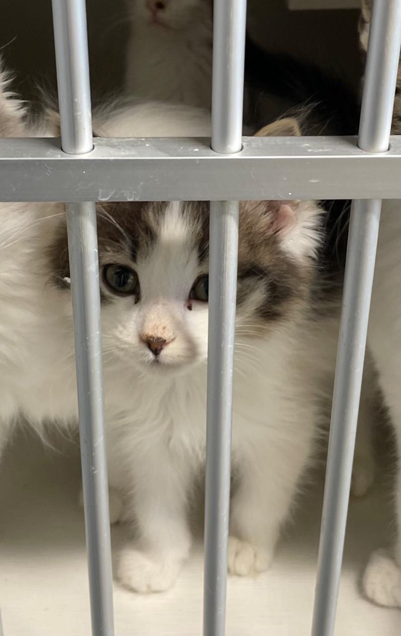 Zhanna, Adoptable, Young Female Domestic Long Hair.