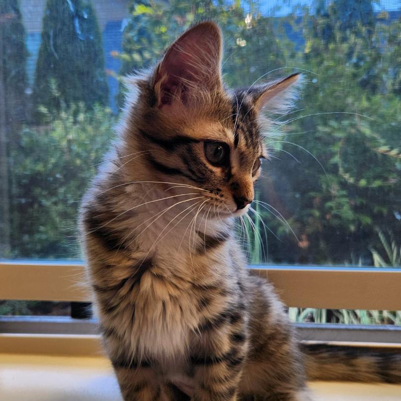 Maple, Adoptable, Kitten Female Domestic Long Hair.