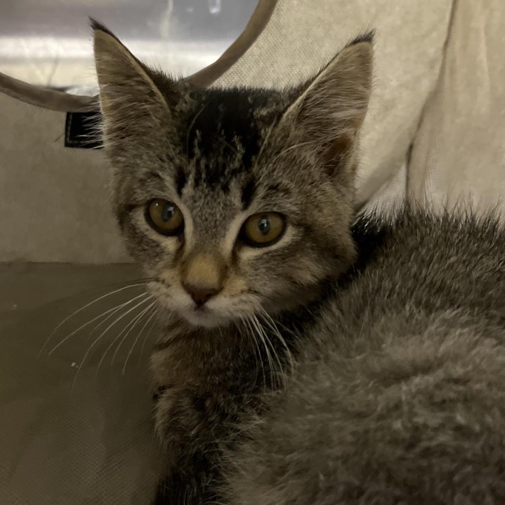 Purex, Adoptable, Kitten Female Domestic Short Hair.