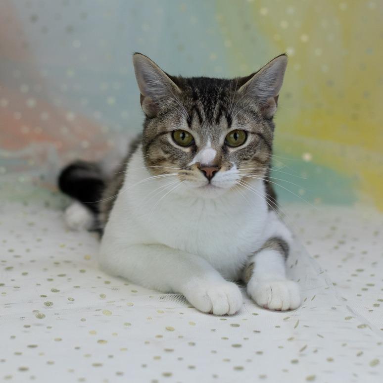 Jacqueline-C, Adoptable, Young Female Domestic Short Hair.