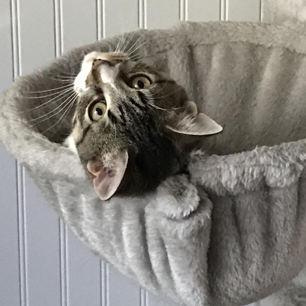 Jacqueline-C, Adoptable, Young Female Domestic Short Hair.