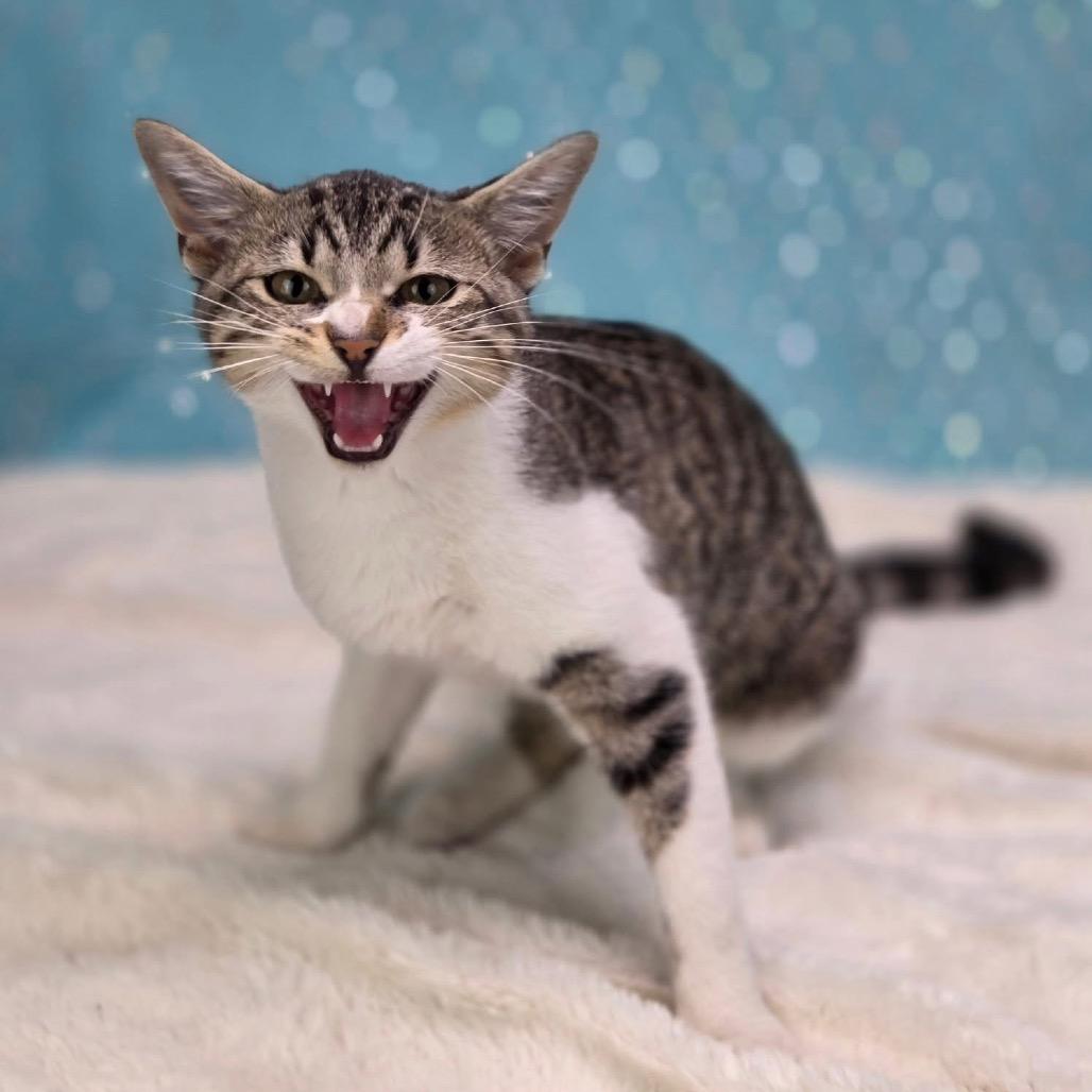 Enlarge Jacqueline-C, a Adoptable Domestic Short Hair in East Saint Louis, IL image 2/6