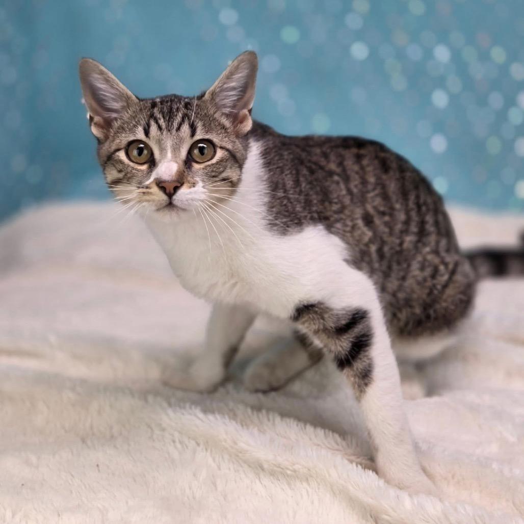 Enlarge Jacqueline-C, a Adoptable Domestic Short Hair in East Saint Louis, IL image 3/6