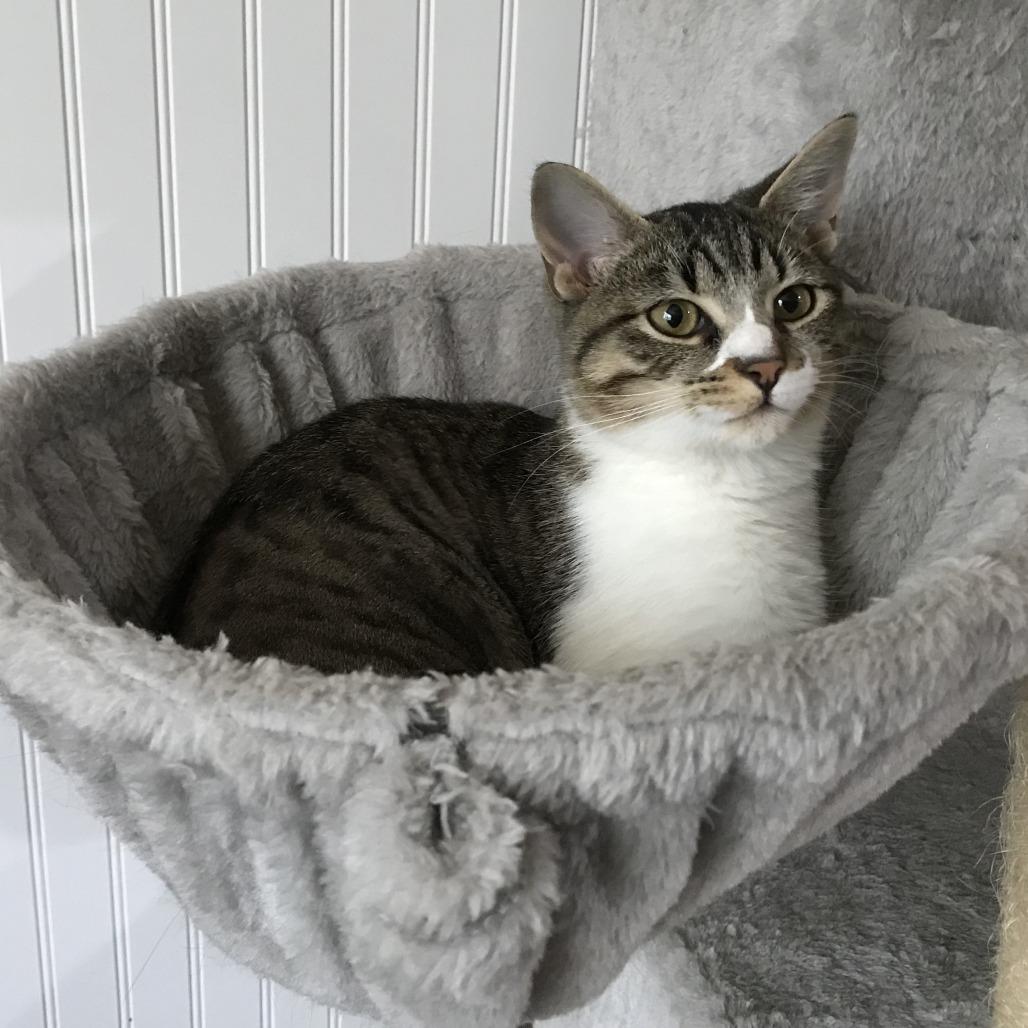 Enlarge Jacqueline-C, a Adoptable Domestic Short Hair in East Saint Louis, IL image 4/6