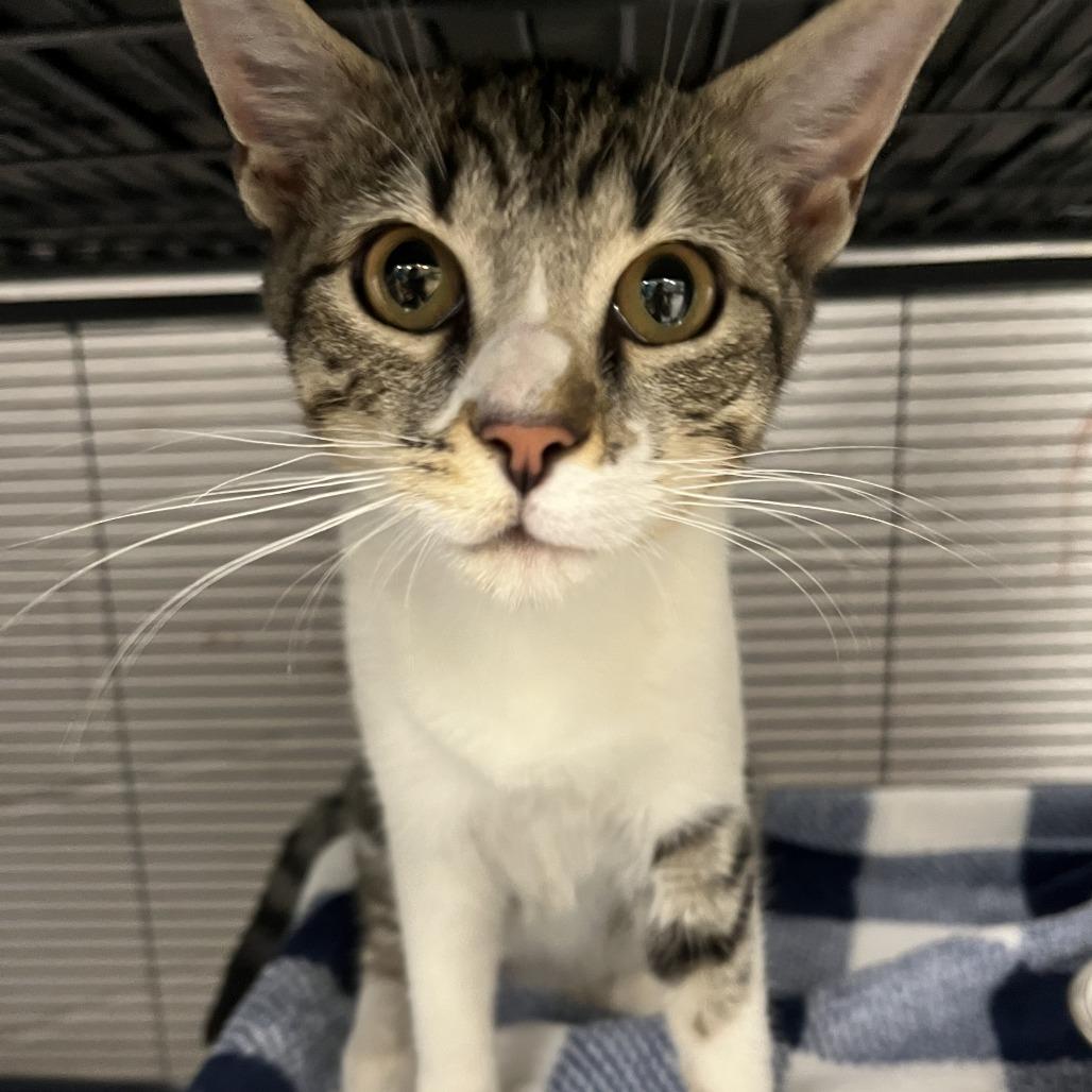 Enlarge Jacqueline-C, a Adoptable Domestic Short Hair in East Saint Louis, IL image 5/6