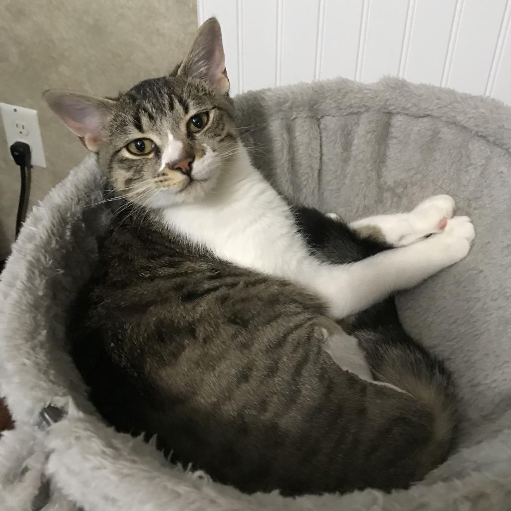 Enlarge Jacqueline-C, a Adoptable Domestic Short Hair in East Saint Louis, IL image 5/6