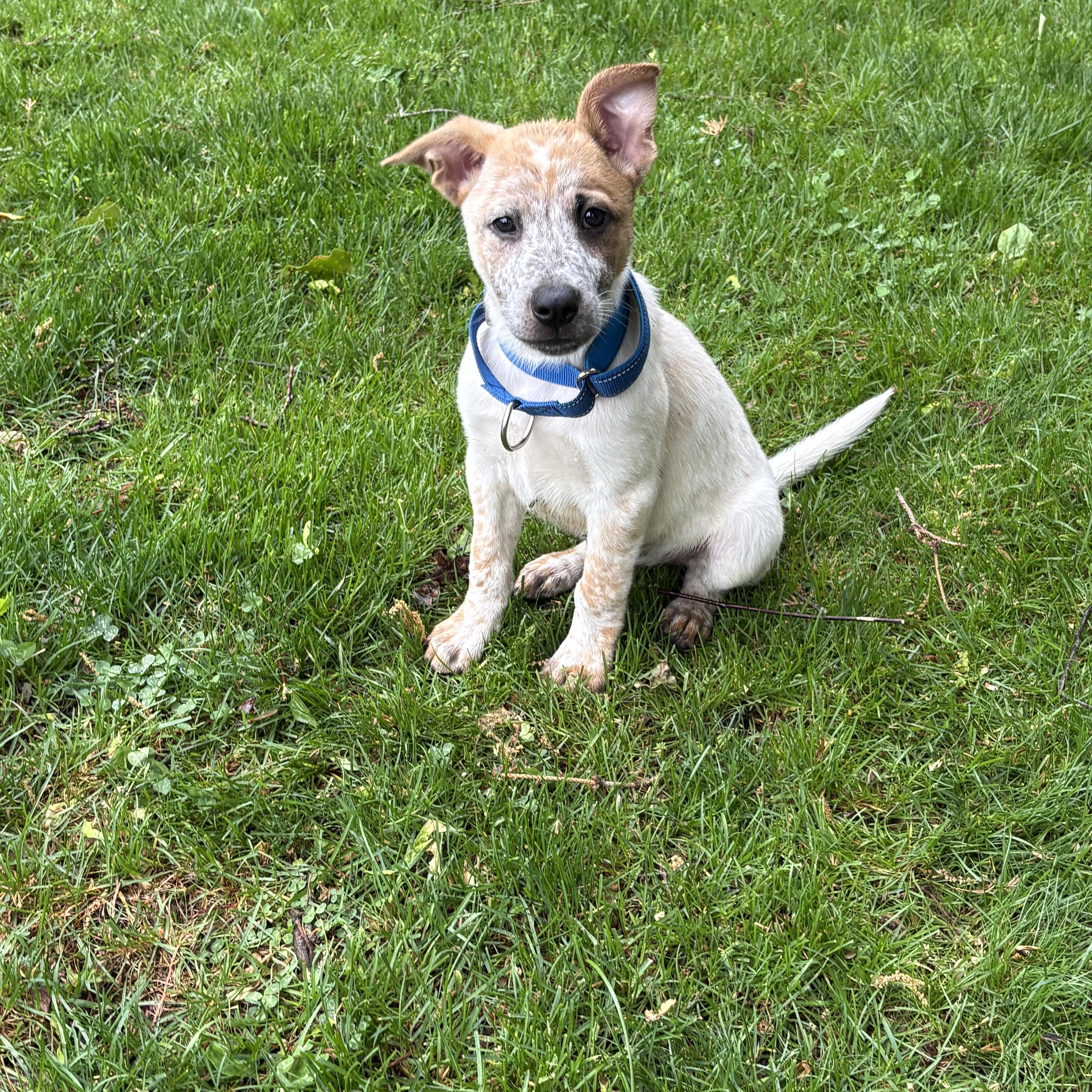 Willie and Waylon, a ADOPTABLE Australian Cattle Dog / Blue Heeler in Wanaque, NJ image 2/2