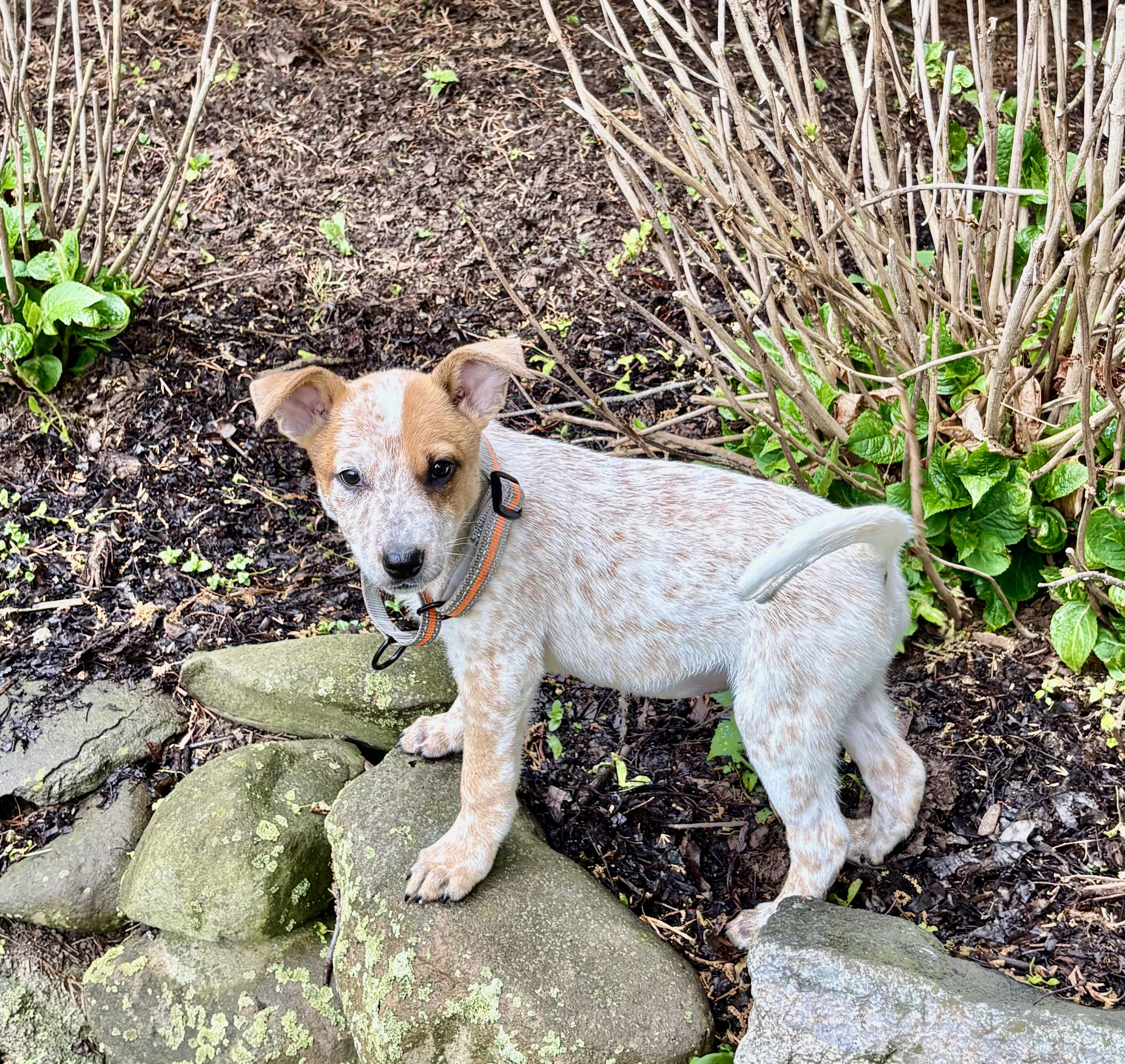 Willie and Waylon, ADOPTABLE, Puppy Male Australian Cattle Dog / Blue Heeler.