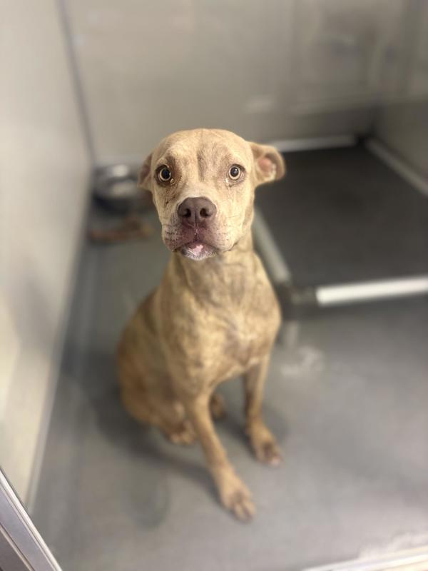 Enlarge Ember, a Adoptable mixed breed in Victorville, CA image 1/1