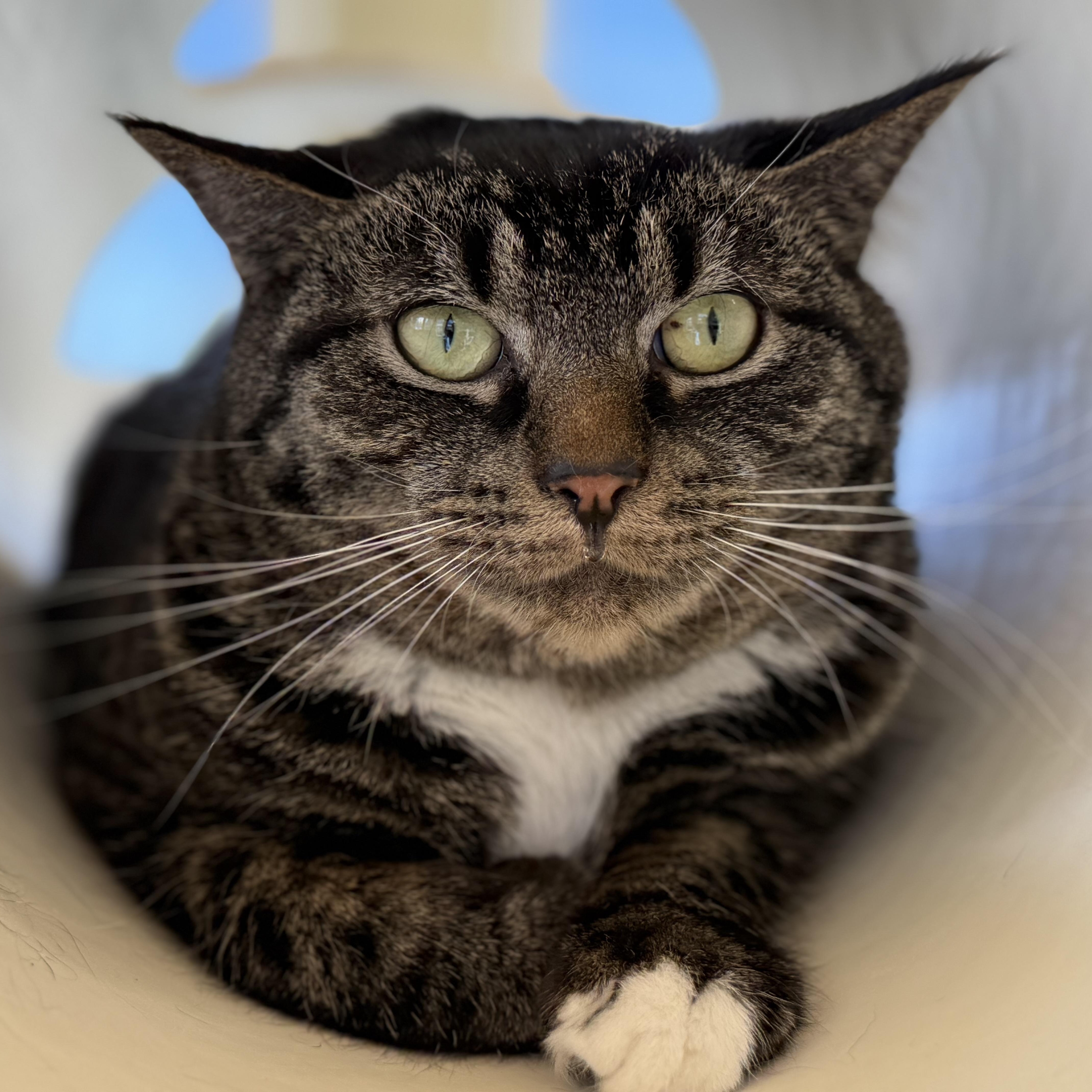 Enlarge Roman, a Adoptable mixed breed in Latrobe, PA image 5/5