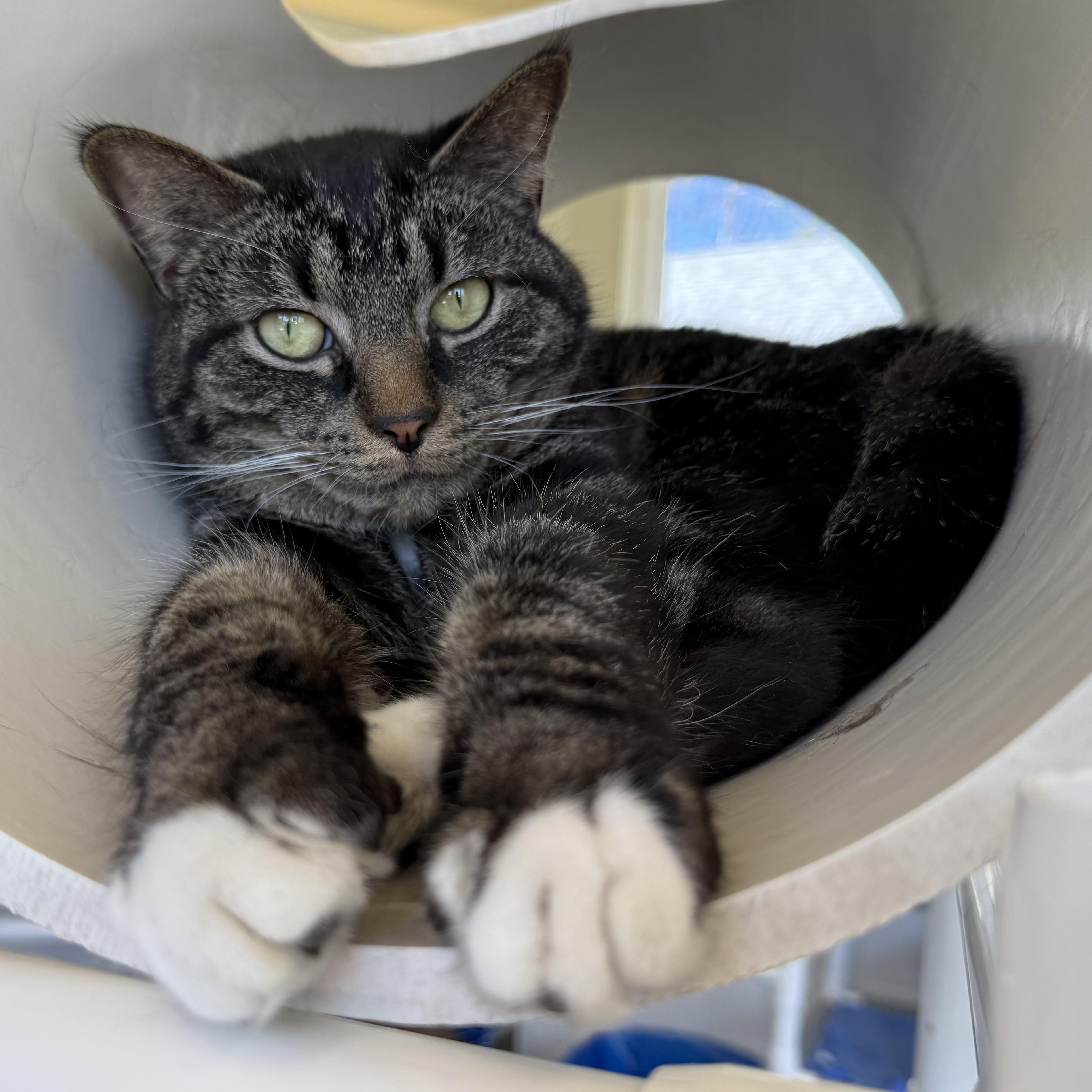 Enlarge Roman, a Adoptable mixed breed in Latrobe, PA image 2/5