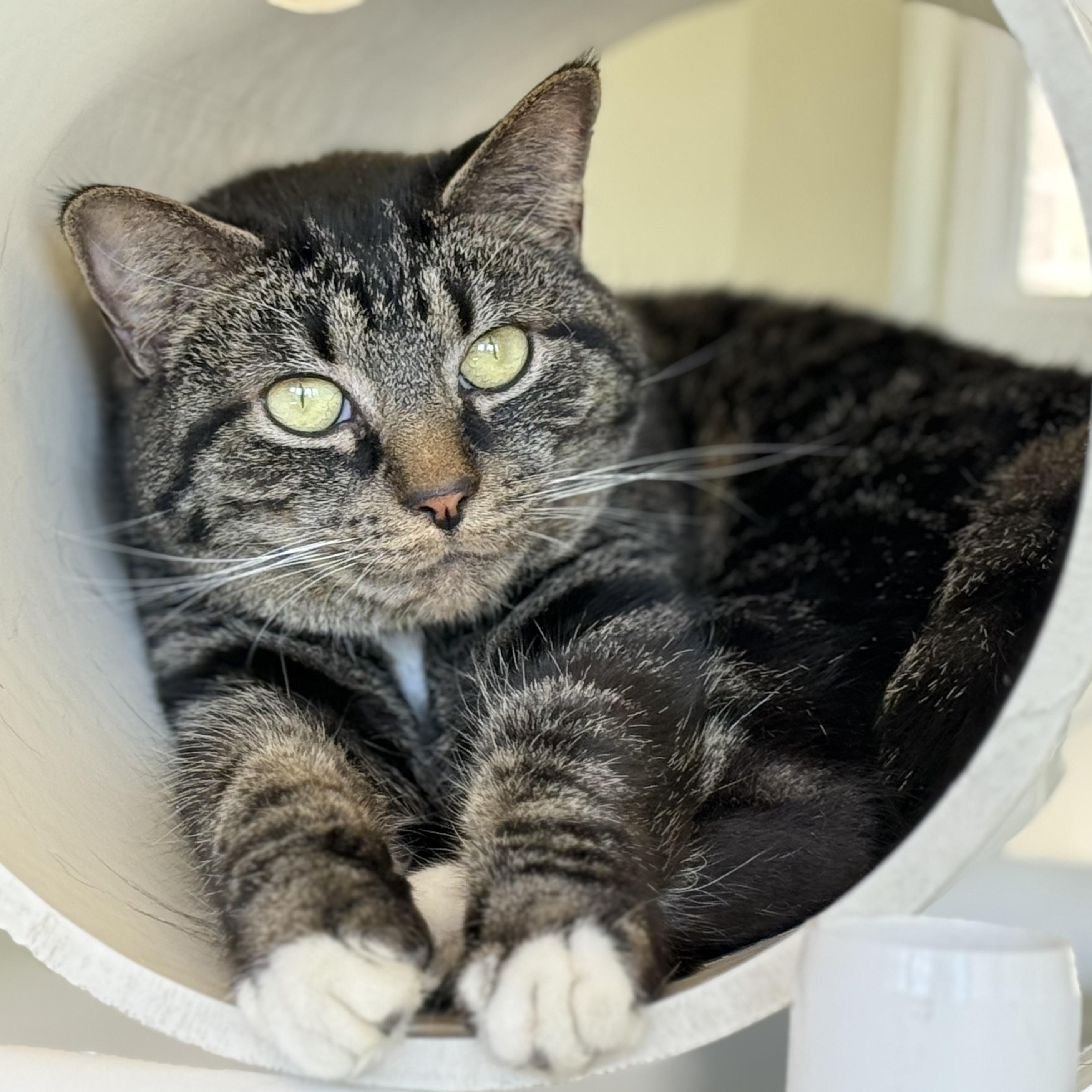 Roman, Adoptable, Adult Male Domestic Short Hair.