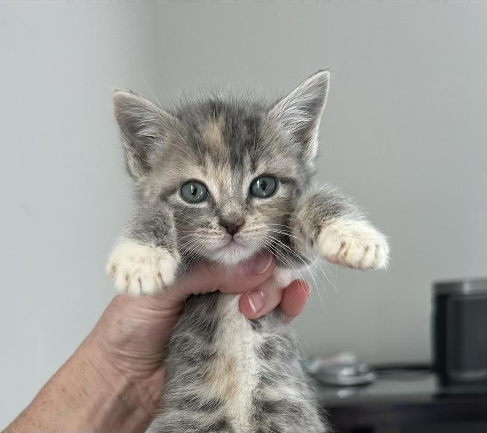 Gretchen Wieners (Mean Girls (the movie) Litter), Adopted, Kitten Female Domestic Short Hair.