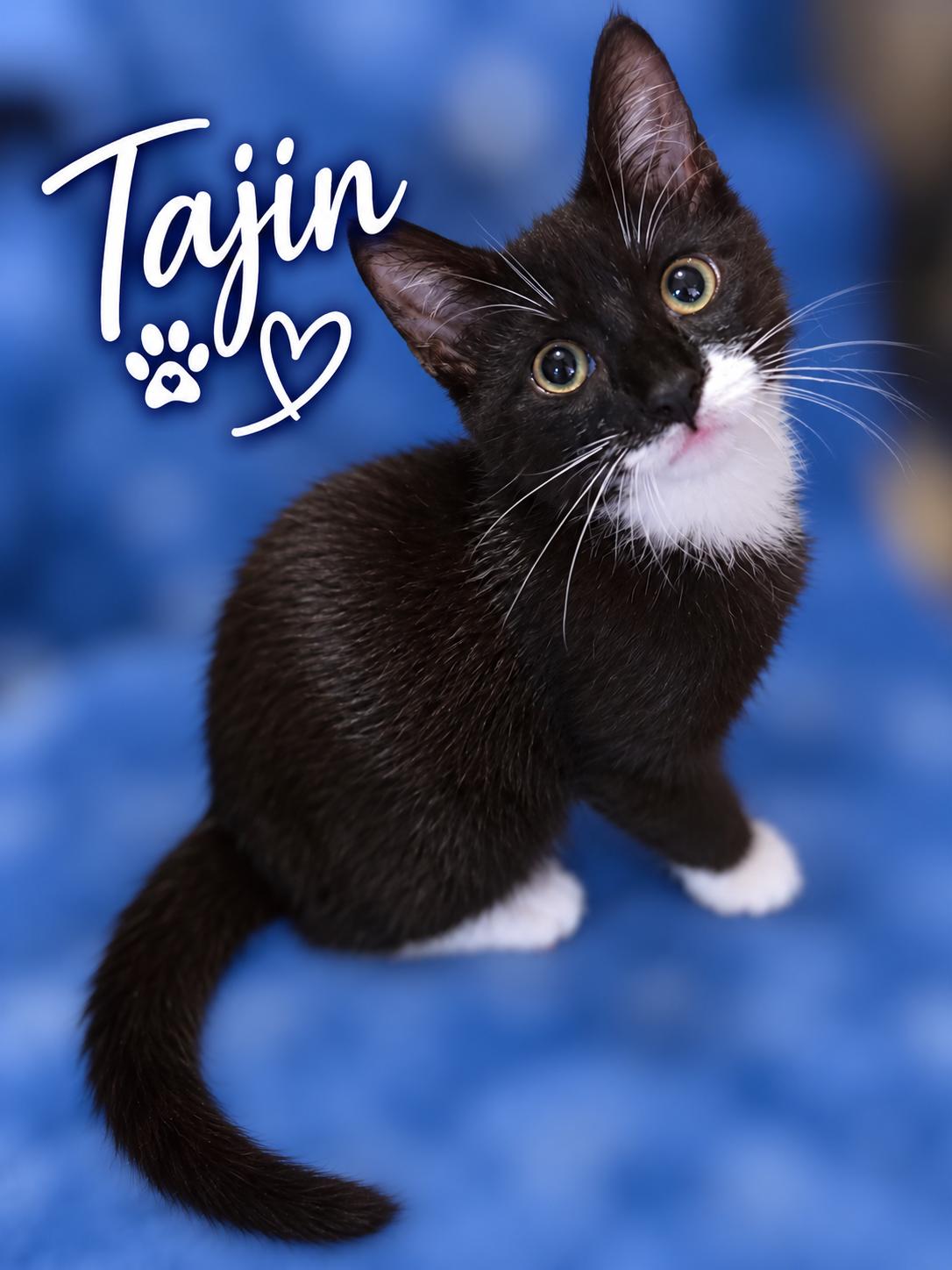 Tajin, Adoptable, Young Male Domestic Short Hair.