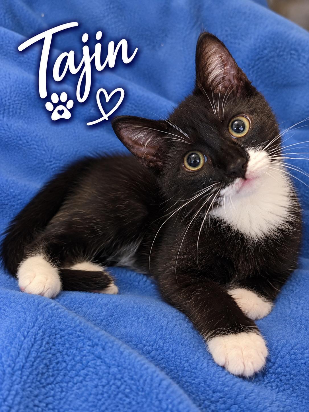 Enlarge Tajin, a Adoptable Domestic Short Hair in Delmar, NY image 2/2