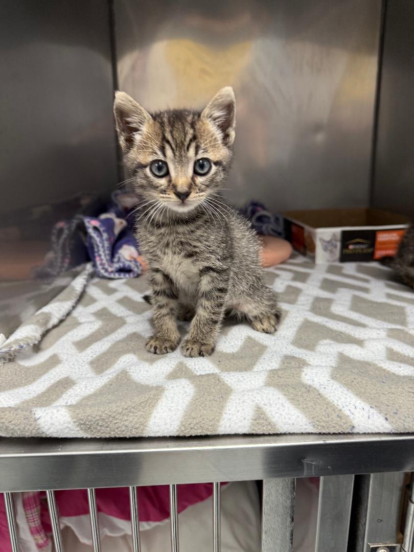 Enlarge Jacob, a Adoptable Domestic Short Hair in Torrance, CA image 1/1