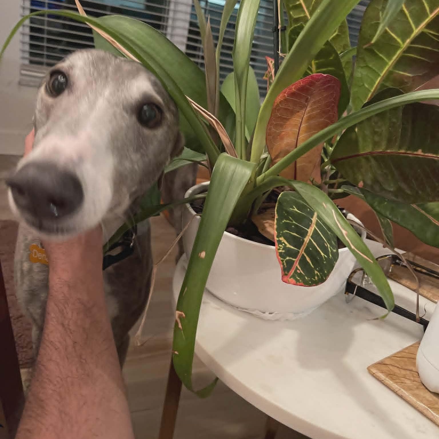 Enlarge Baccarat, a ADOPTABLE Greyhound in North Port, FL image 3/3