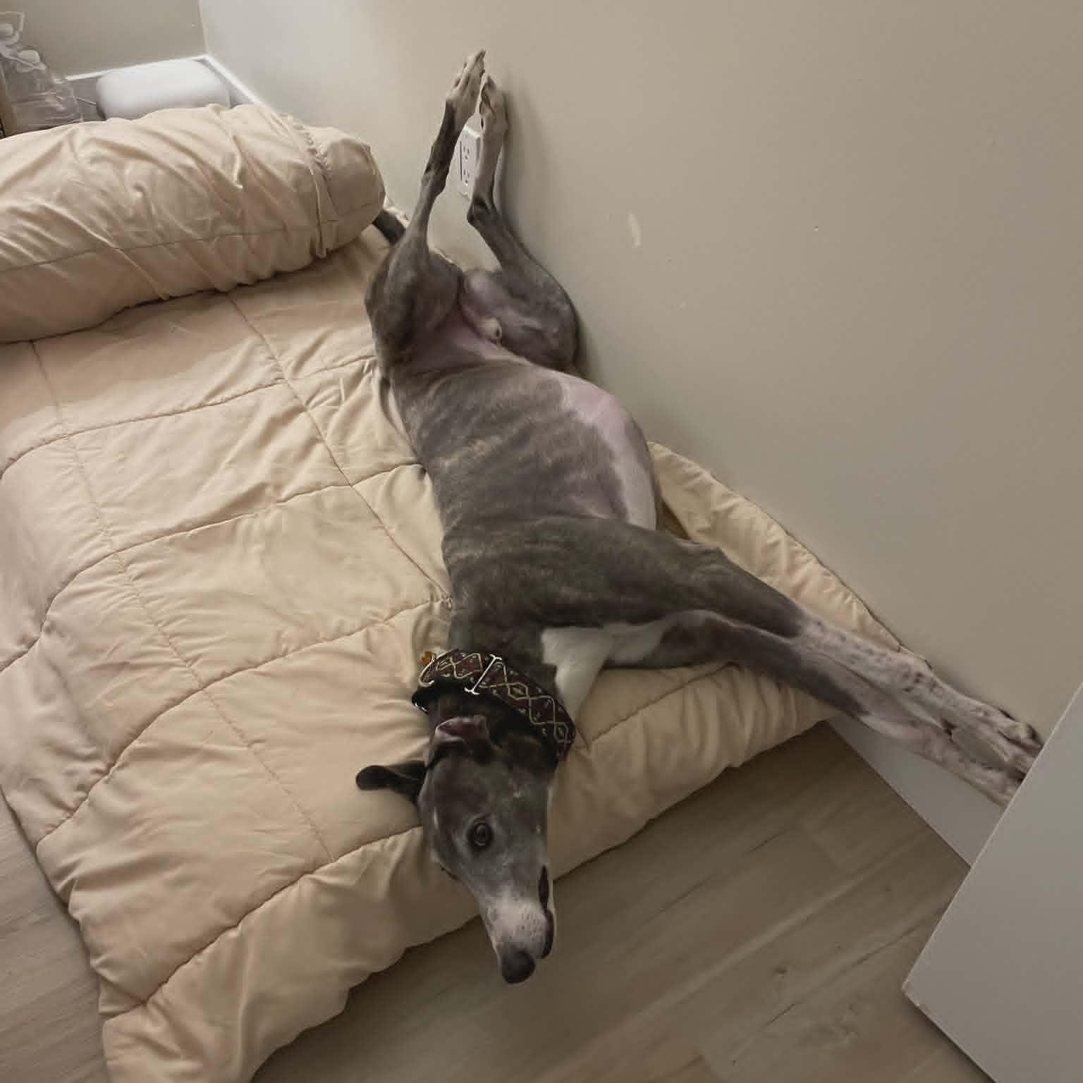 Enlarge Baccarat, a ADOPTABLE Greyhound in North Port, FL image 2/3