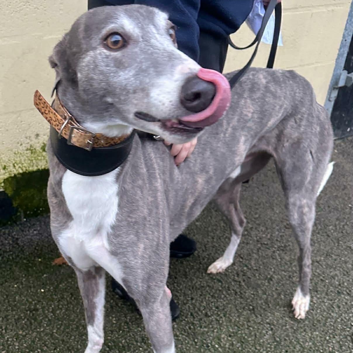 Enlarge Baccarat, a ADOPTABLE Greyhound in North Port, FL image 1/3
