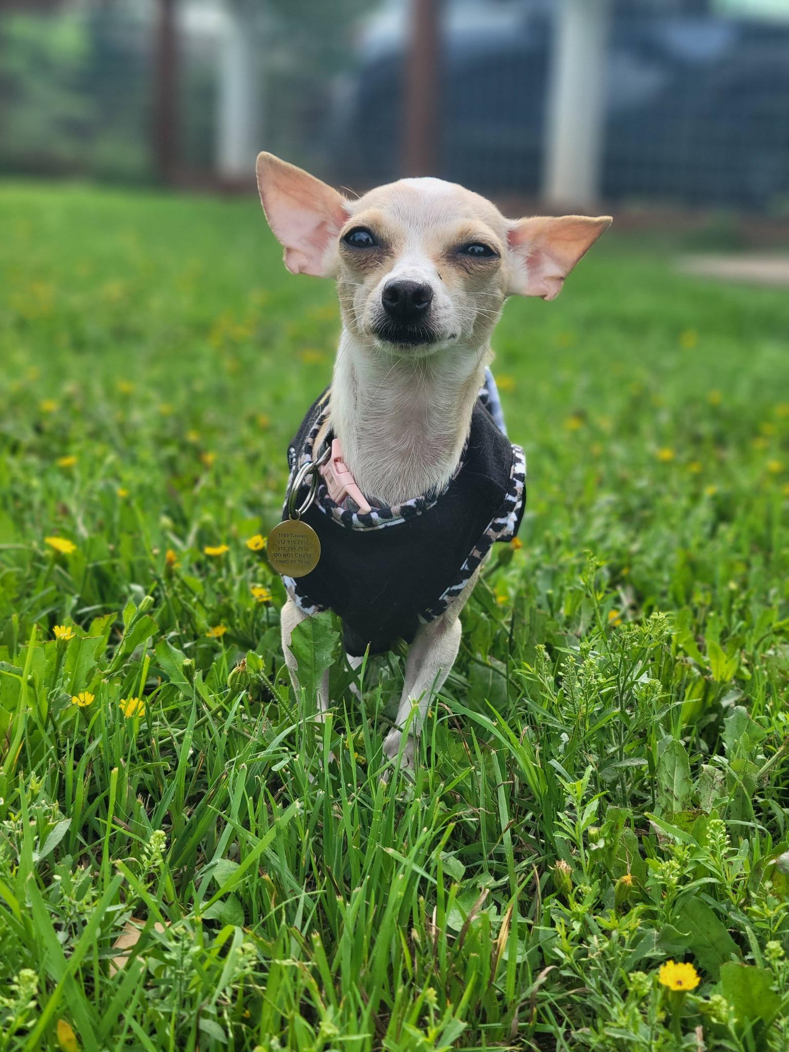 Jillybean, a Adoptable Chihuahua in Austin, TX image 1/6