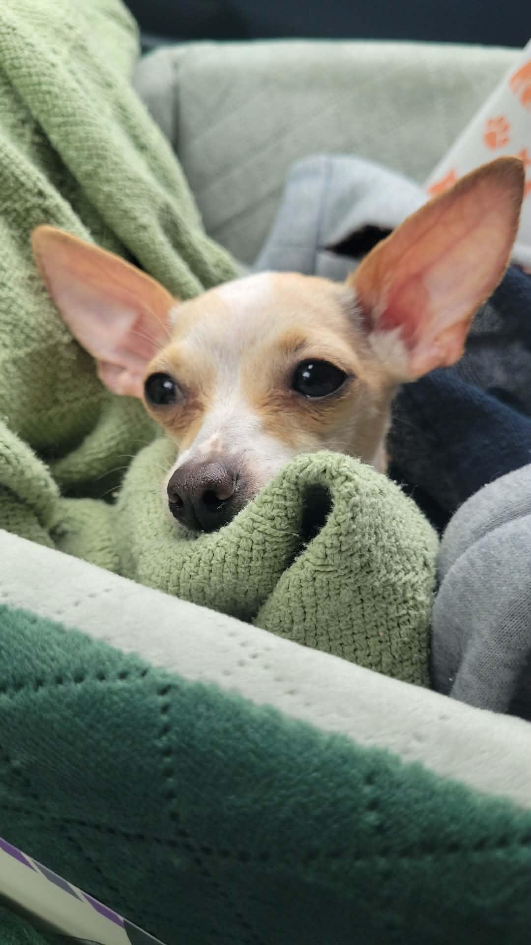 Jillybean, a Adoptable Chihuahua in Austin, TX image 2/6