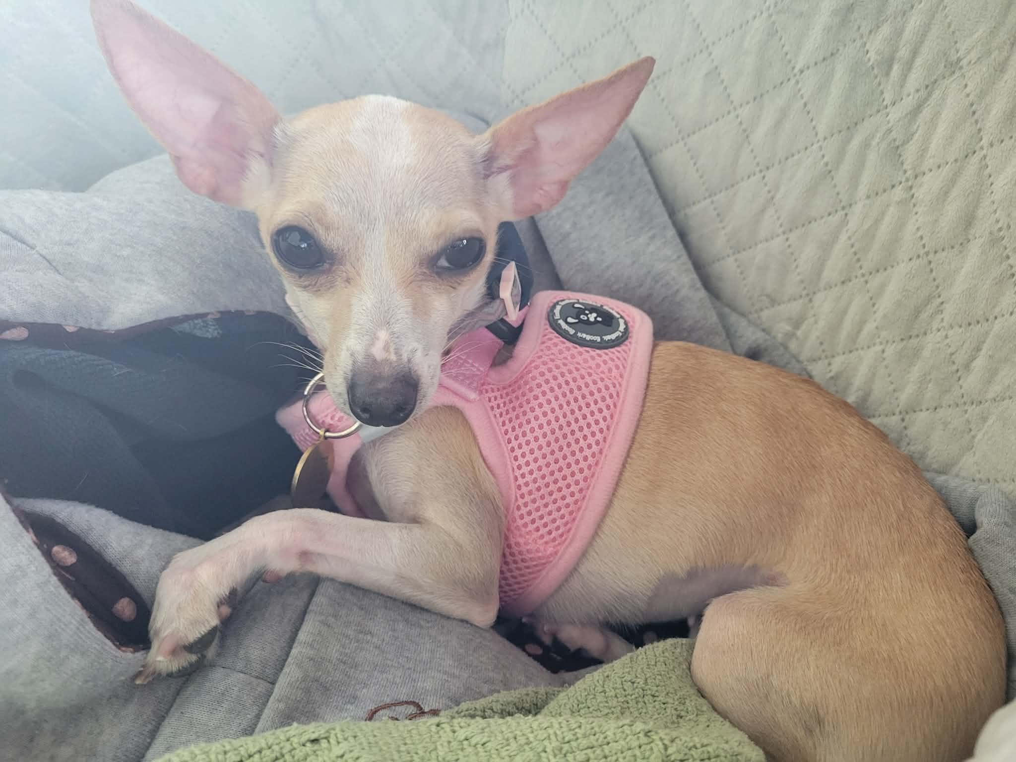 Jillybean, a Adoptable Chihuahua in Austin, TX image 3/6