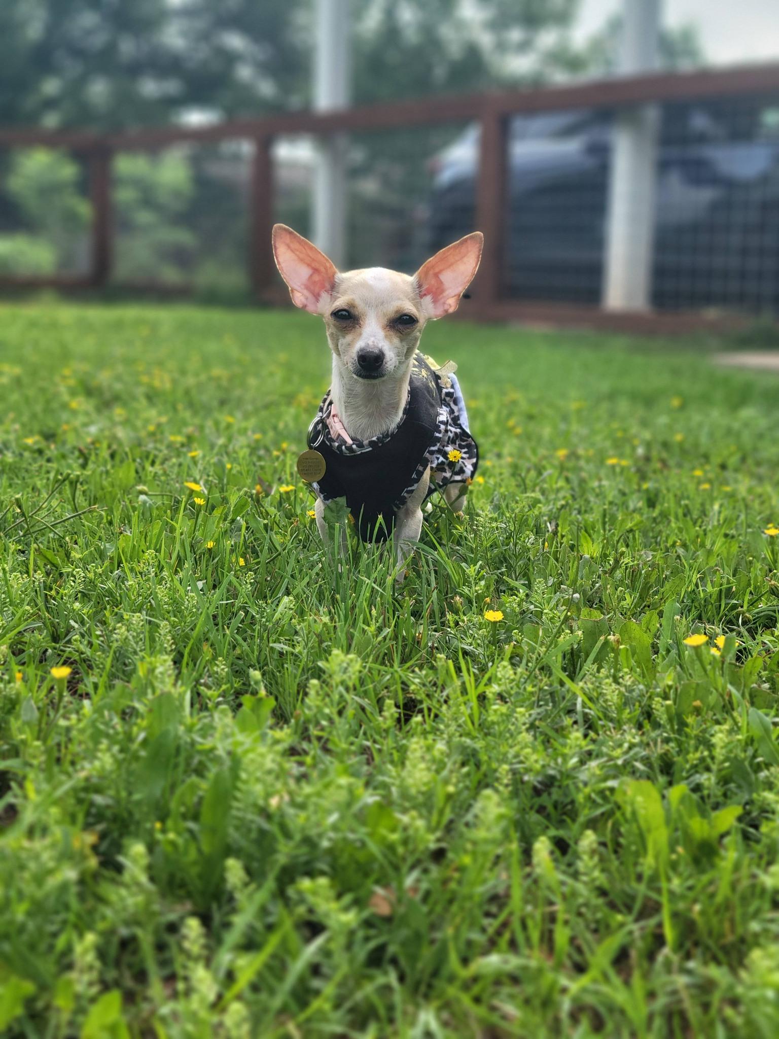 Jillybean, a Adoptable Chihuahua in Austin, TX image 4/6