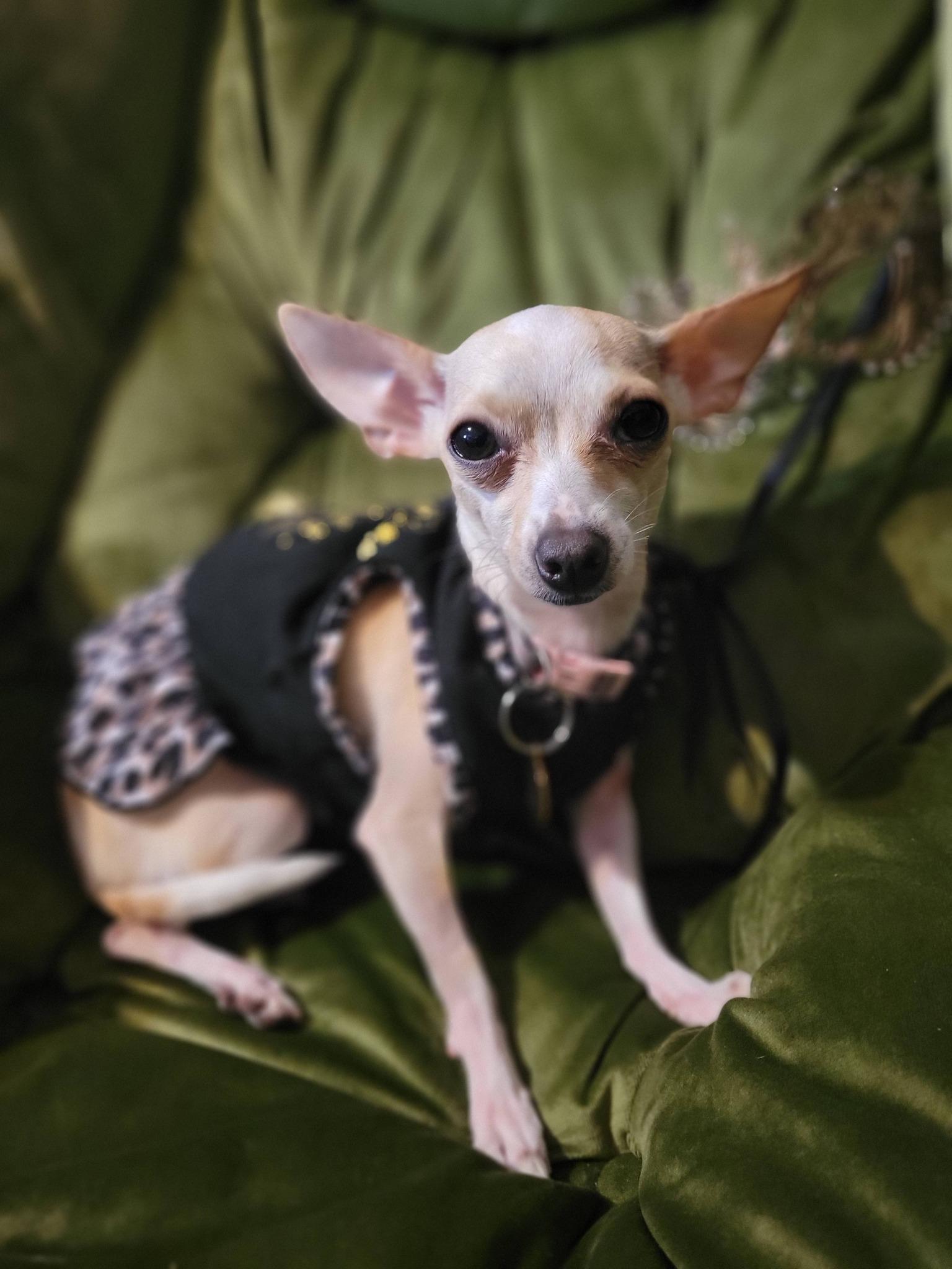 Jillybean, a Adoptable Chihuahua in Austin, TX image 5/6