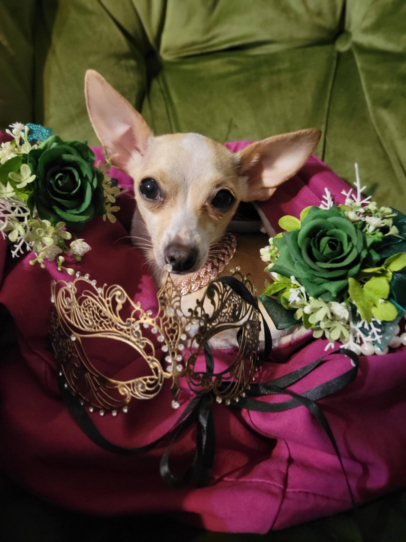 Jillybean, a Adoptable Chihuahua in Austin, TX image 6/6