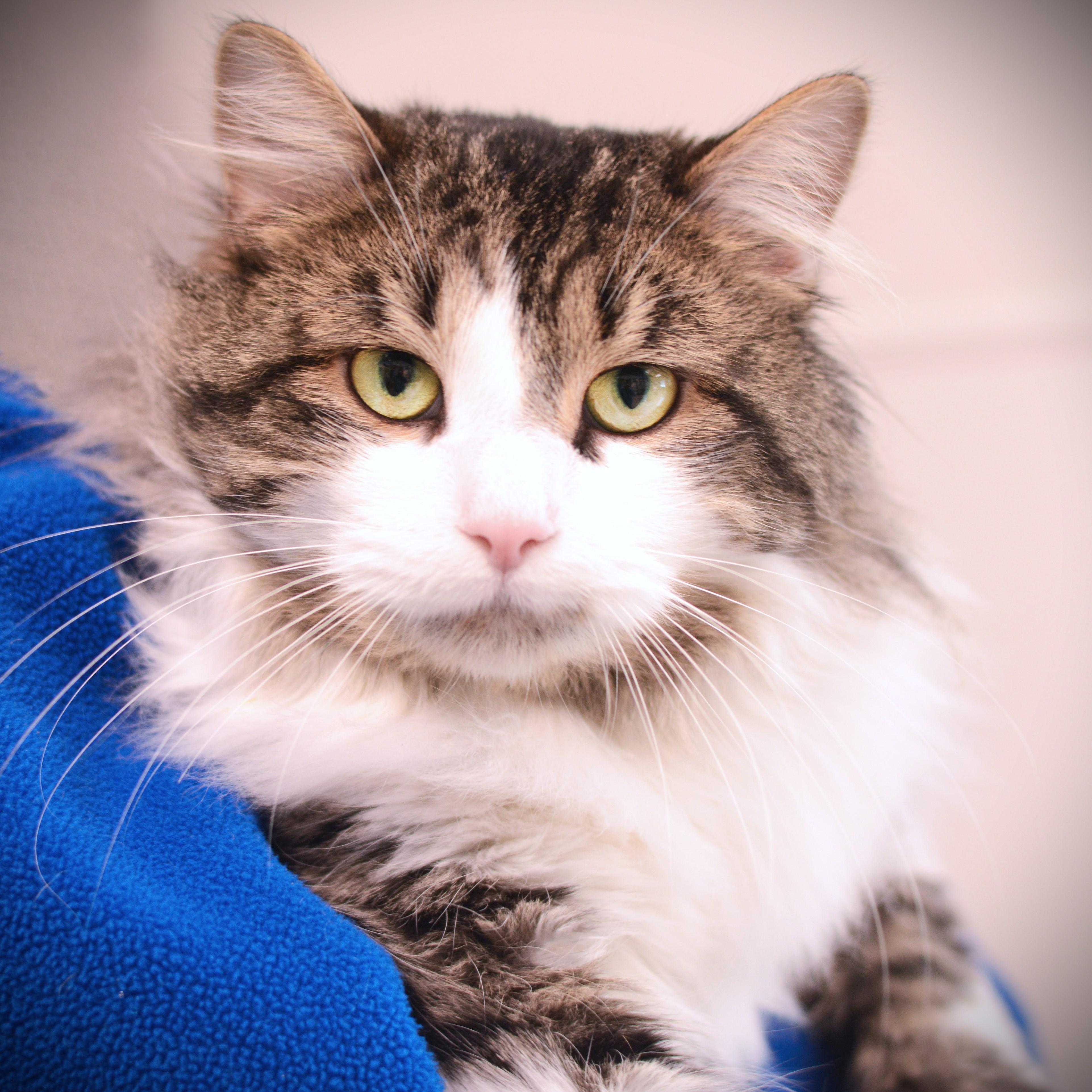 Enlarge Lou Lou, a ADOPTABLE Domestic Medium Hair in Amsterdam, NY image 1/1