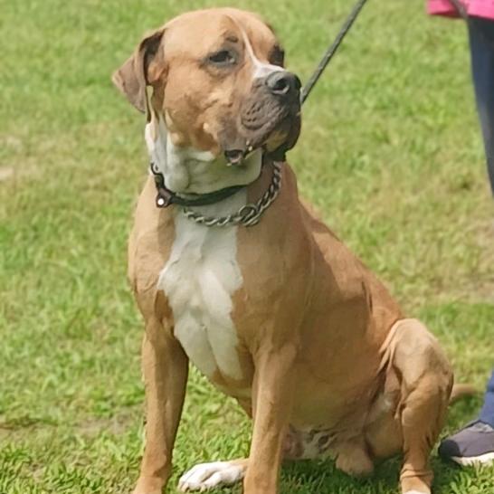 Koda, Adoptable, Adult Male Boerboel & American Bulldog.