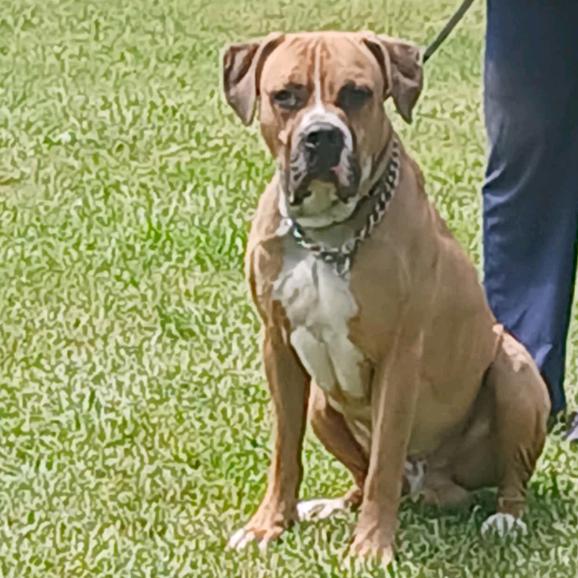 Enlarge Koda, a Adoptable mixed breed in Flintstone, MD image 2/6