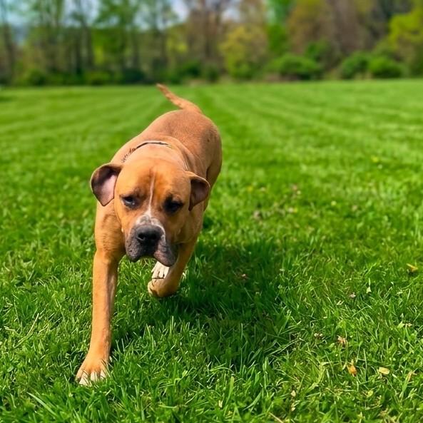 Enlarge Koda, a Adoptable mixed breed in Flintstone, MD image 3/6
