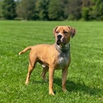 Enlarge Koda, a Adoptable mixed breed in Flintstone, MD image 4/6