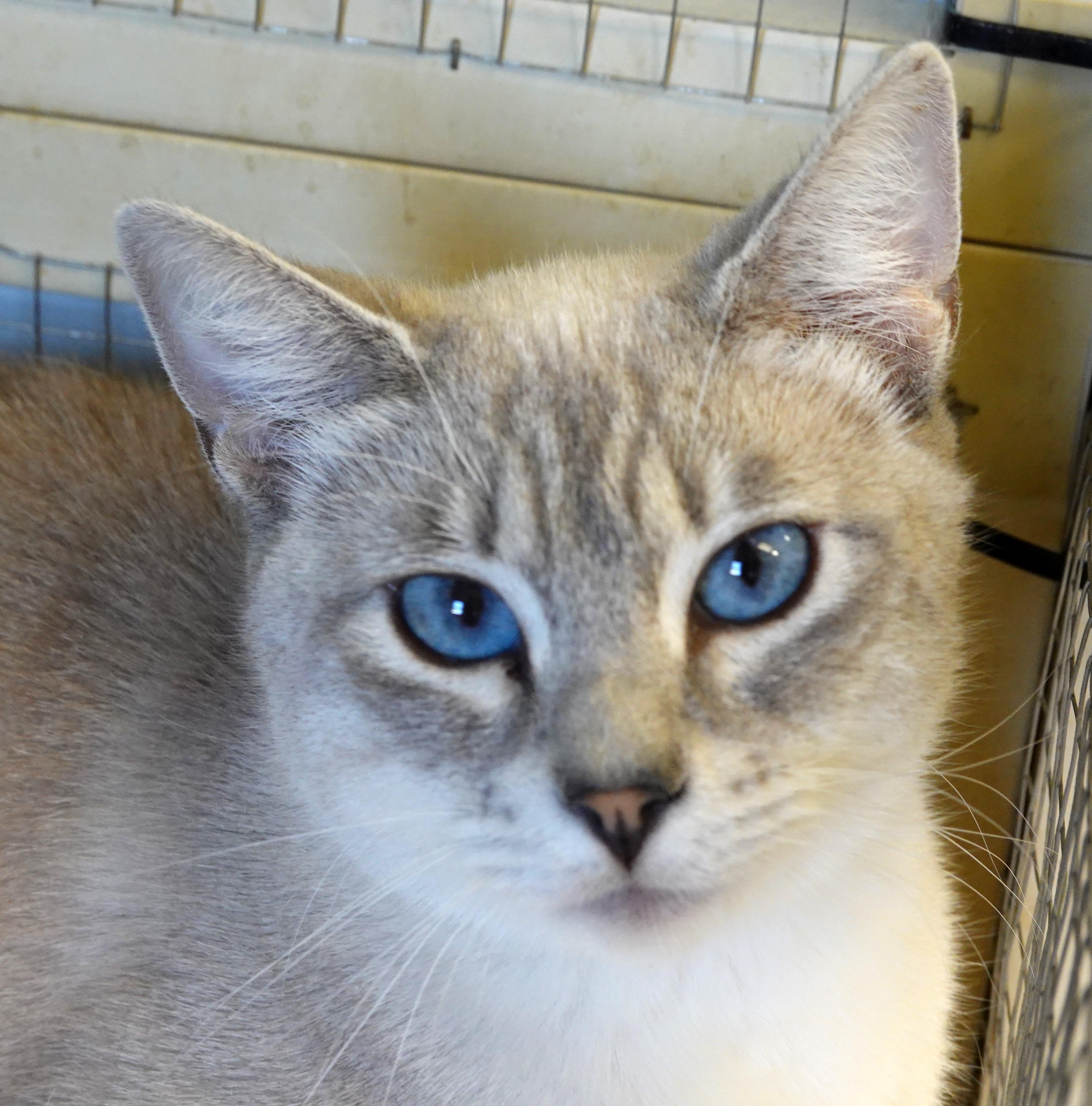 Tenshi, an adoptable Tabby, Siamese in Anaconda, MT, 59711 | Photo Image 1