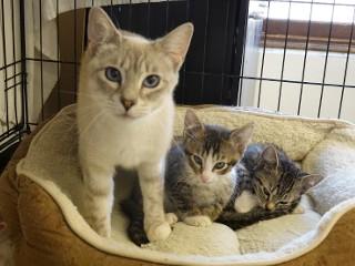 Tenshi, an adoptable Tabby, Siamese in Anaconda, MT, 59711 | Photo Image 3