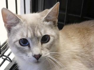 Tenshi, an adoptable Tabby, Siamese in Anaconda, MT, 59711 | Photo Image 2