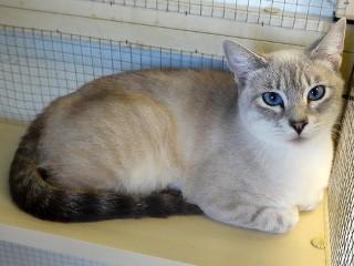 Tenshi, an adoptable Tabby, Siamese in Anaconda, MT, 59711 | Photo Image 4